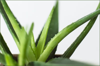 Aloe Vera Plant