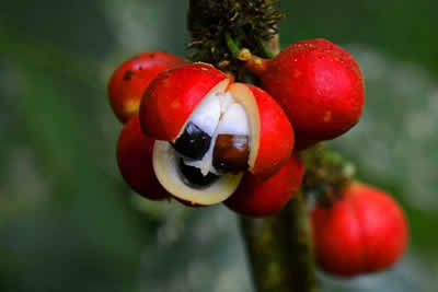 Guarana